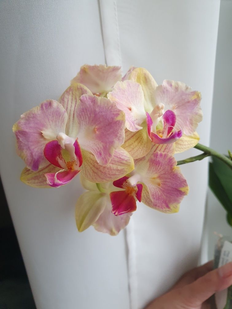 Цветущая орхидея Fuller's Gold Stripe 458 пелорик