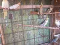 Papugi nimfy z domowej hodowli