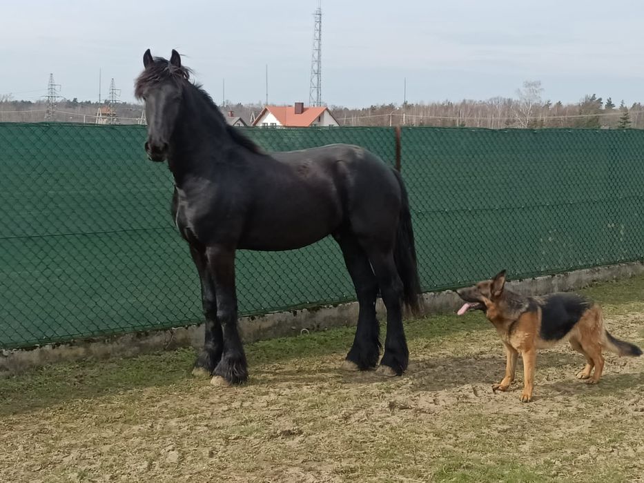 Koń Ogier Fryzyjski PIĘKNY dwuletni