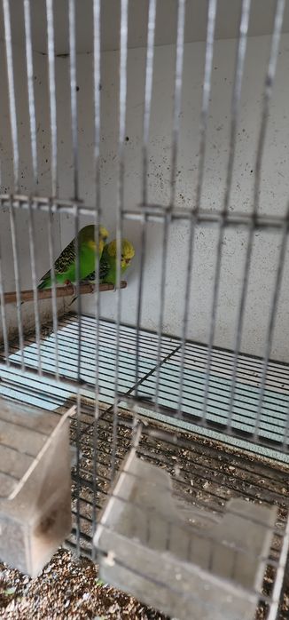 Piriquitos portador de asa negra e hagaromo