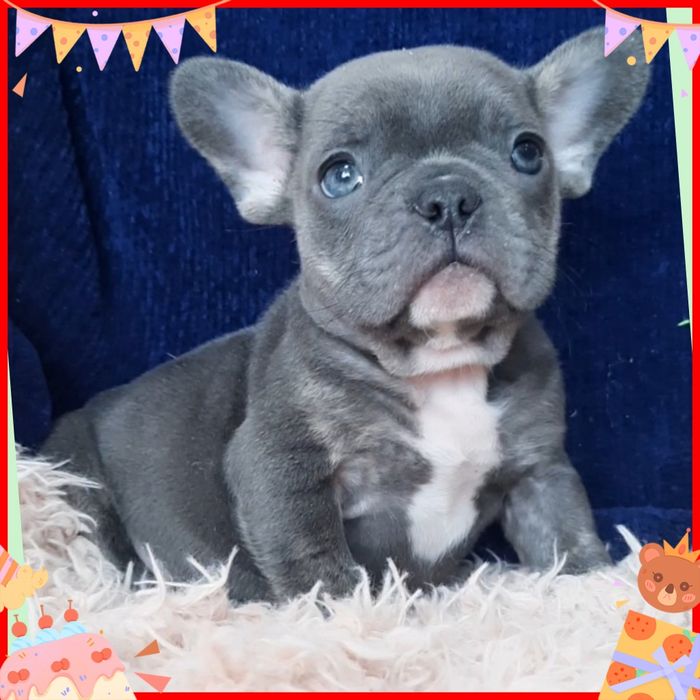 Маленький розумашка