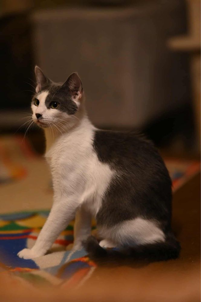 Kocurek do adopcji Adam