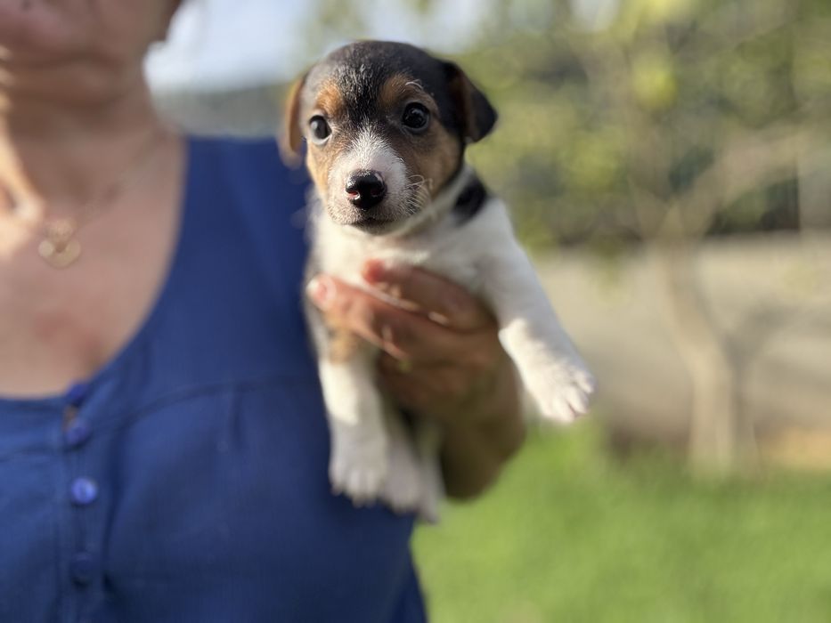 Jack Russel Terrier fêmea pelo curto com registo e afixo
