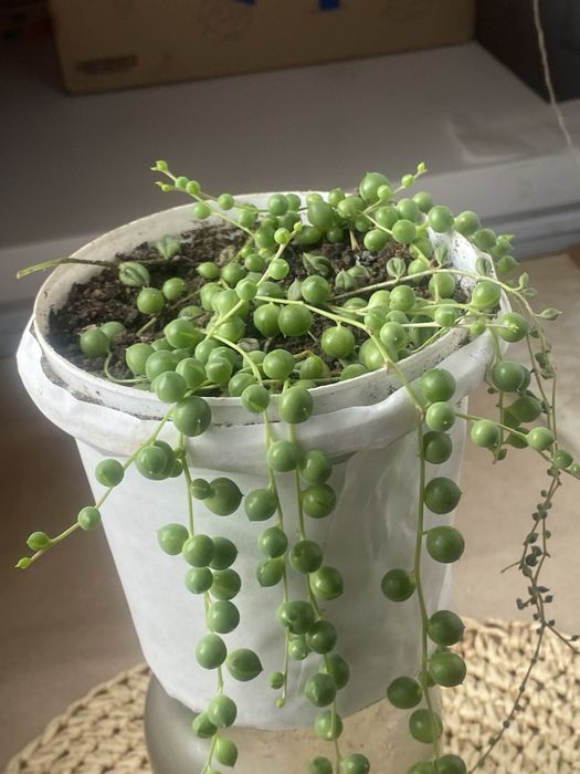 Вазон, крестовник, хрестовик Роули