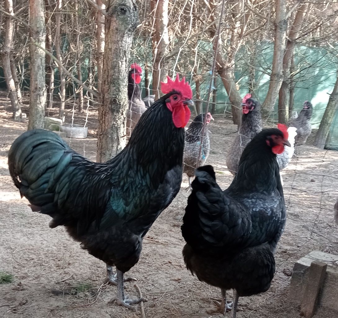 Australorp jajka łęgowe