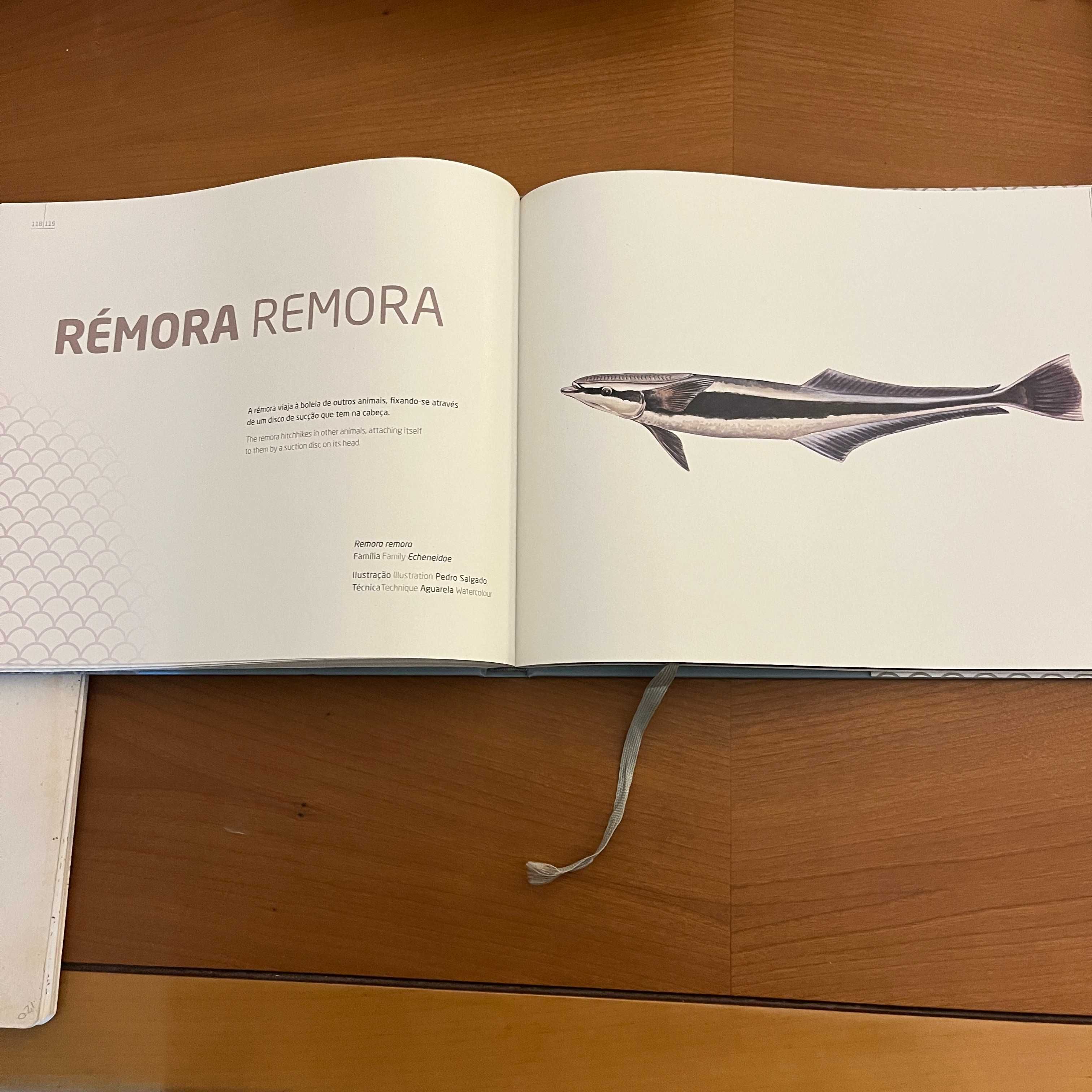 Oceanário de Lisboa - Ilustração dos Oceanos