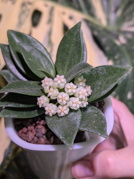 Hoya hoja Pachyclada snow lotus perełka