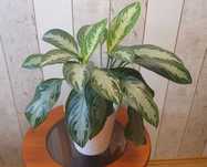 Aglaonema 'Silver Bay'