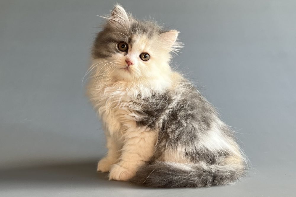 Кошенята породи манчкін, з коротенькими лапками