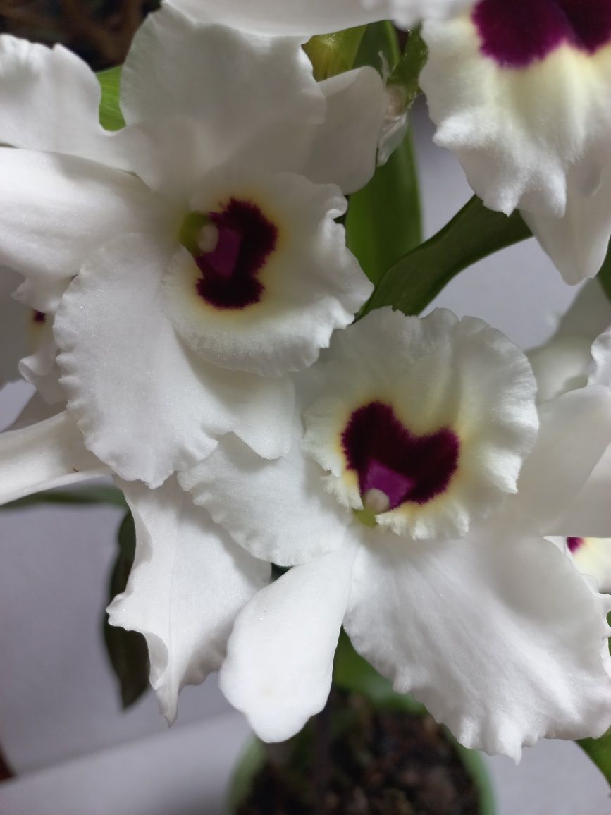 Орхидея ароматная дендробиум цветущий, на подарок