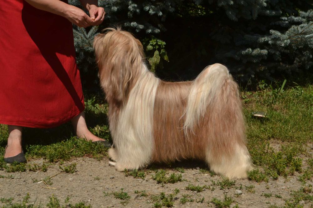 Fenomenalna MOYA, którą warto poznać.  Terier tybetański - nie terier