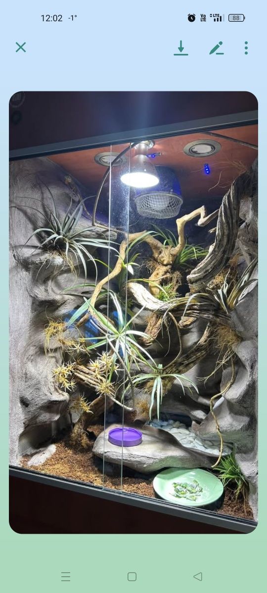 Wyposażone terrarium