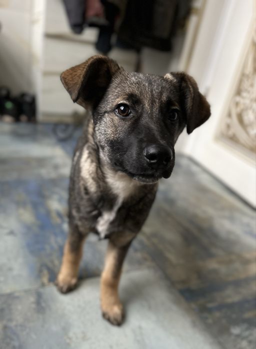 Цуценя дівчинка 4 місяці