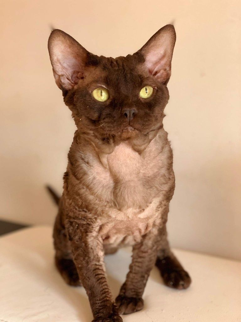 Reproduktor devon rex