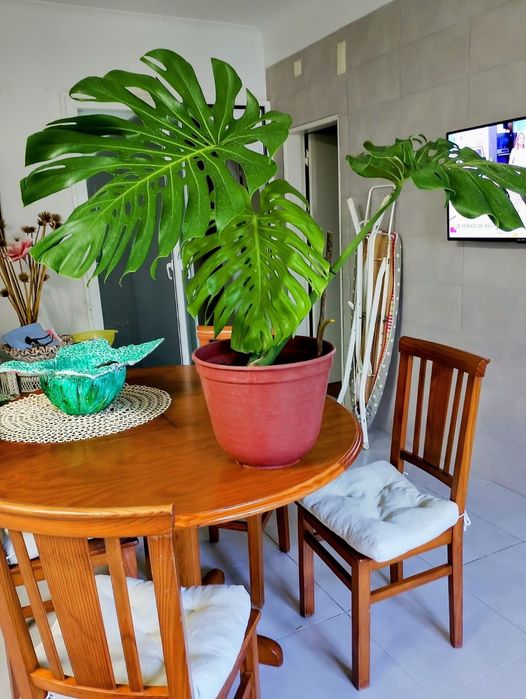 Planta  Monstera / costela de Adão