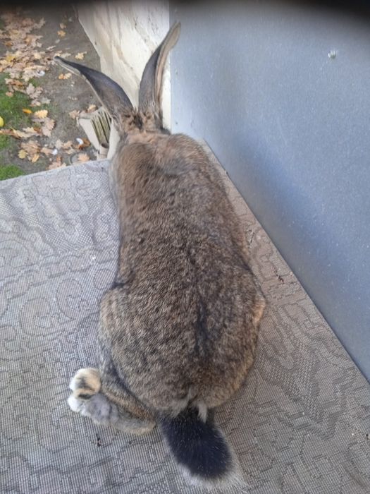 Olbrzym belgijski szary