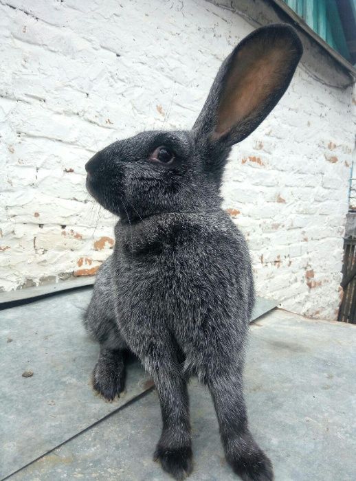 Продам кроликов ПС ( Полтавское серебро ) молодняк # Кролі , срібло