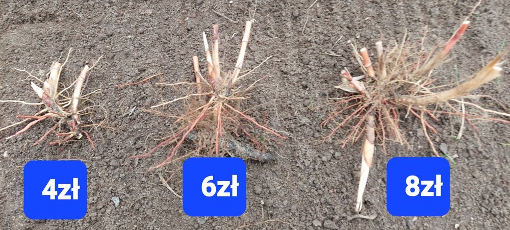 Miskant olbrzymi,  trawy