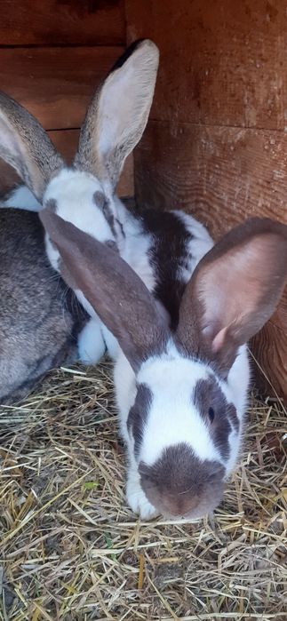 Króliki samce i samiczk na sprzedaż i