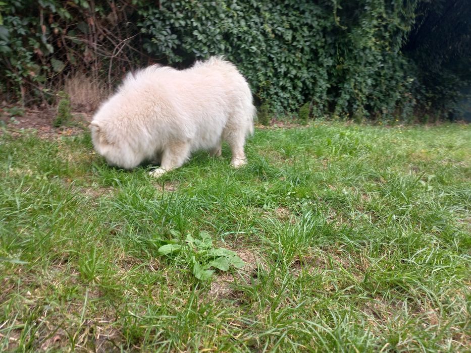 Samoyed suczka 2 lata