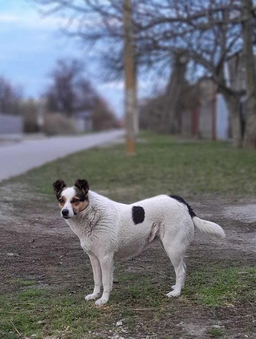 Віддам у добрі руки