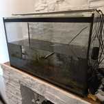 Akwarium  lub terrarium