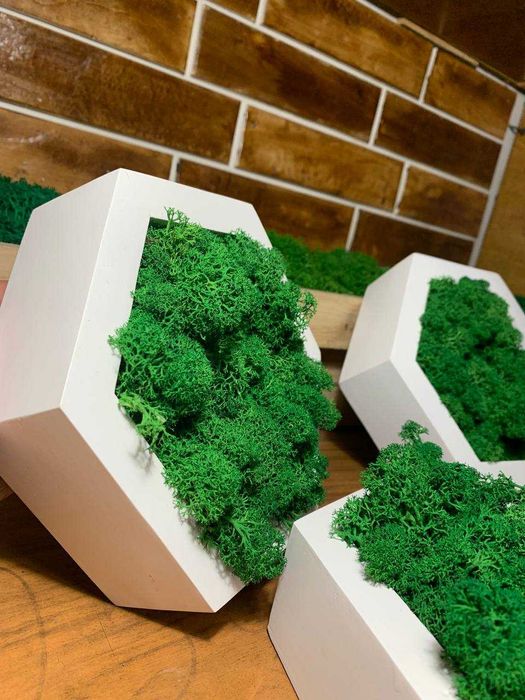 Мох у сотах, соти з мохом,декор з моху, стабілізований мох