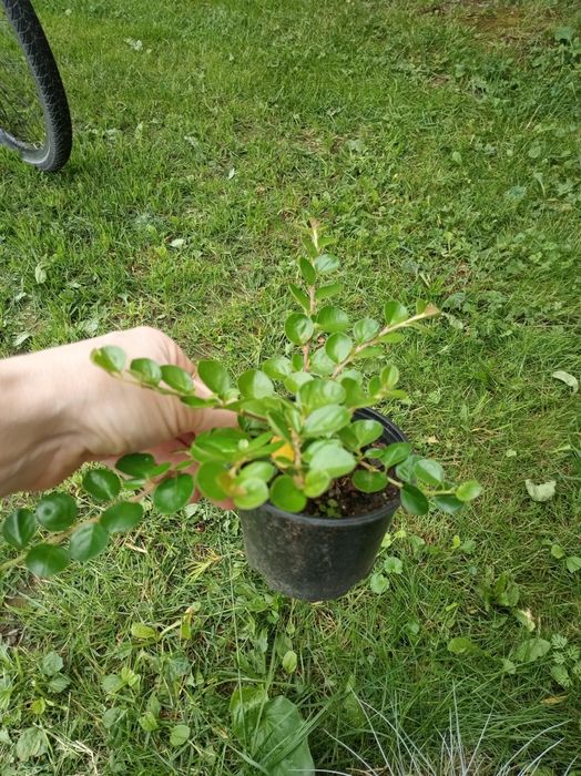 Кизильник горизонтальний 25 грн