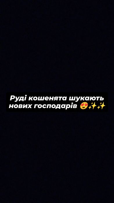 Віддам безкоштовно в добрі руки маленьких рудих кошенят