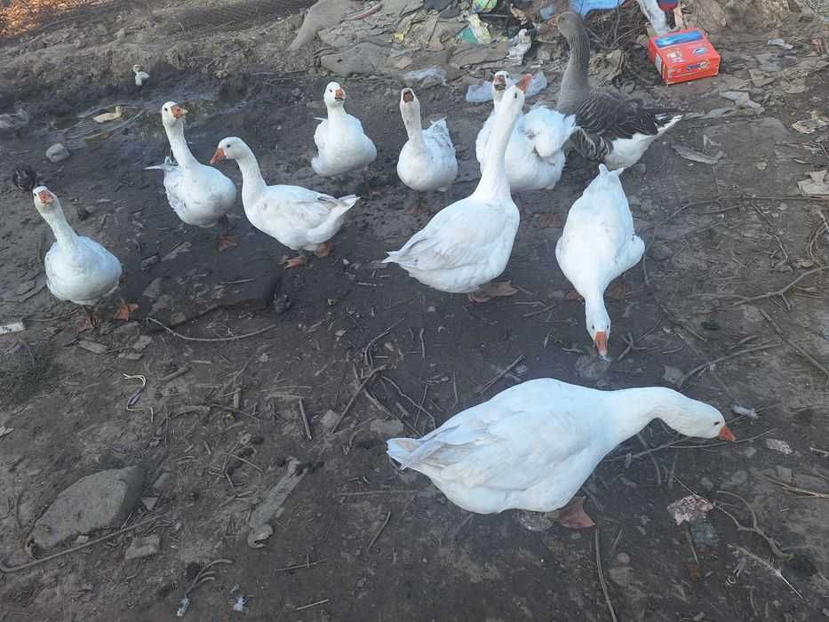 Sprzedam gesi z wlasnej hodowli