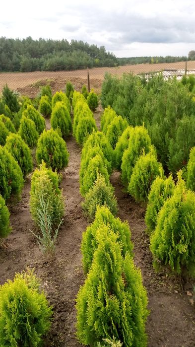 Дім  сад город. Декоративні рослини.