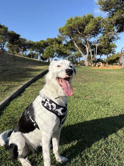 Pet sitter/ Dog Walking/ Dog Bath