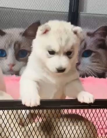 Szczenięta siberian husky najwyższej klasy z badaniami ZKwP FCI