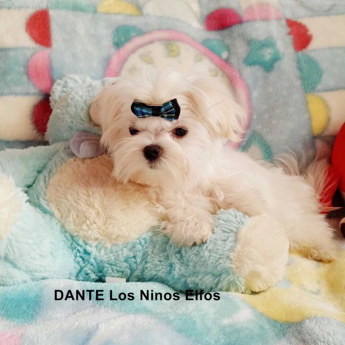 Maltańczyki- Piesek  ZKwP FCI