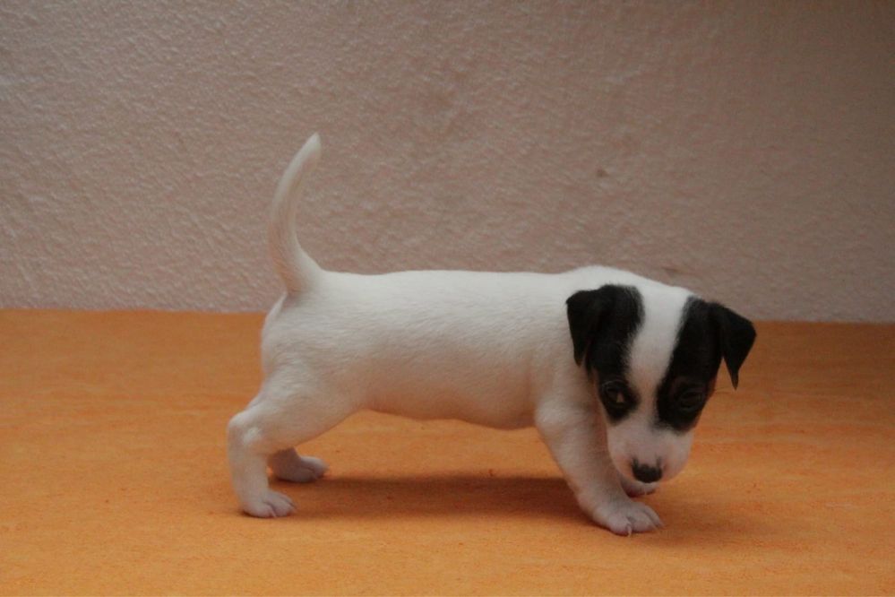 Cachorro Jack Russel Terrier - Fêmea