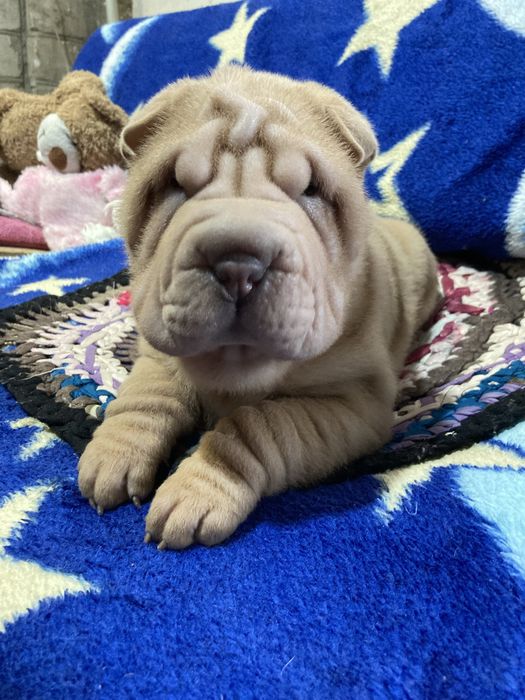 Девочки и мальчики окраса олень и извбелла