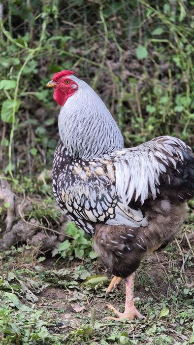 Молоді півники та курочки "Віандот-срібло".