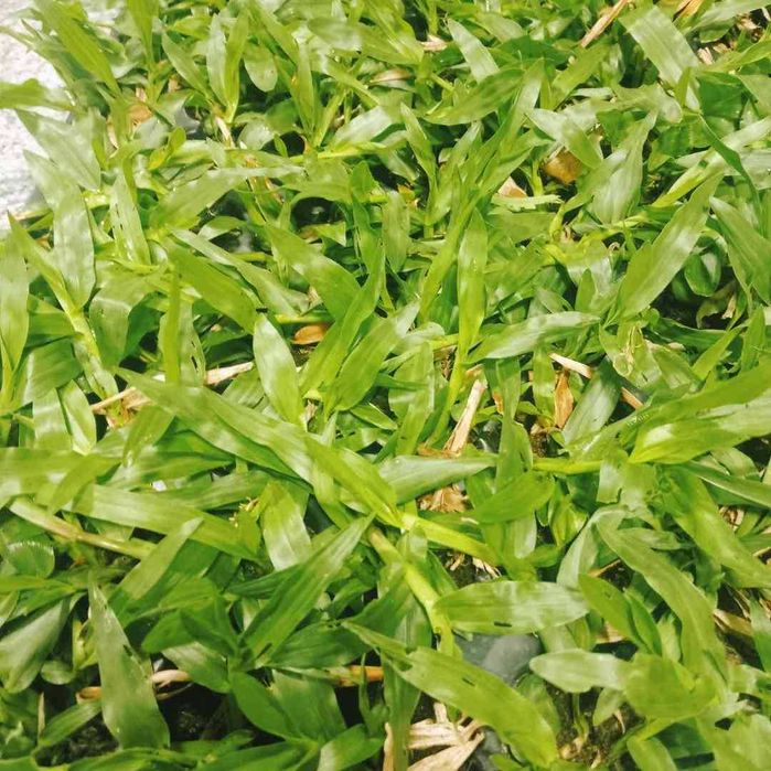 Vende-se Relva gramao brasileiro