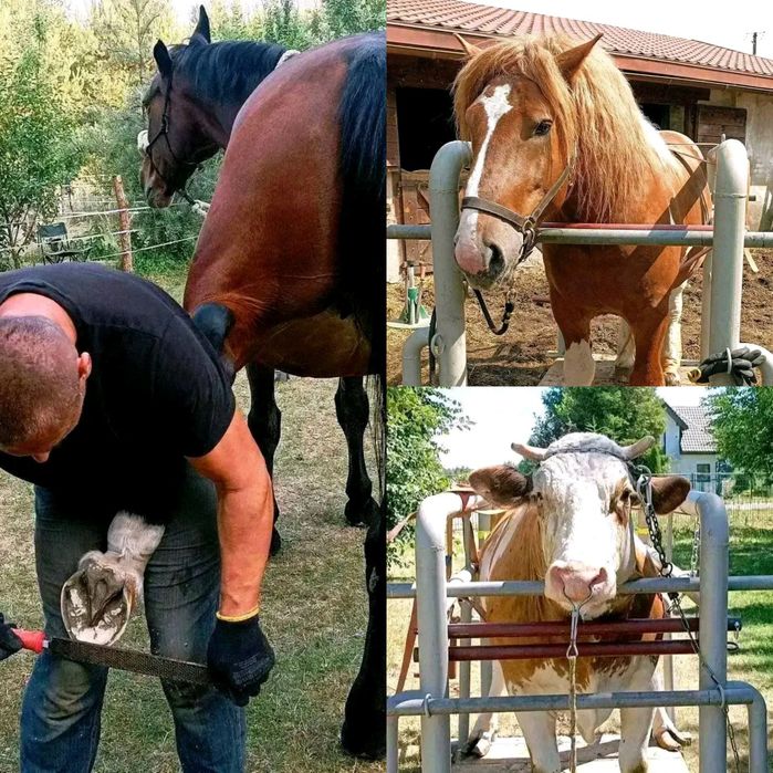 Werkowanie- rozczyszczanie, podkuwanie, korekcja kopyt i racic