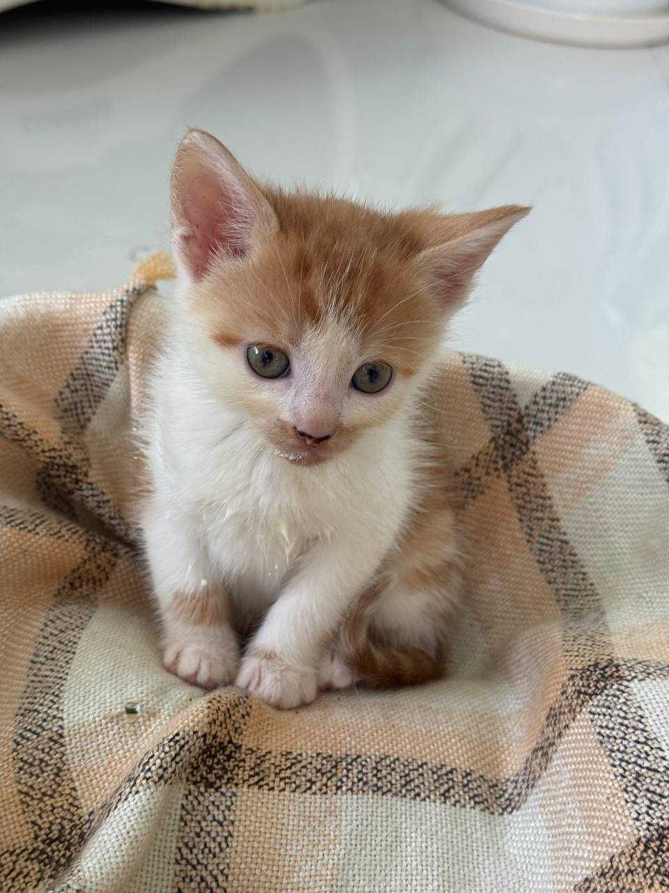 кошеня , лагідний ,смішний котик