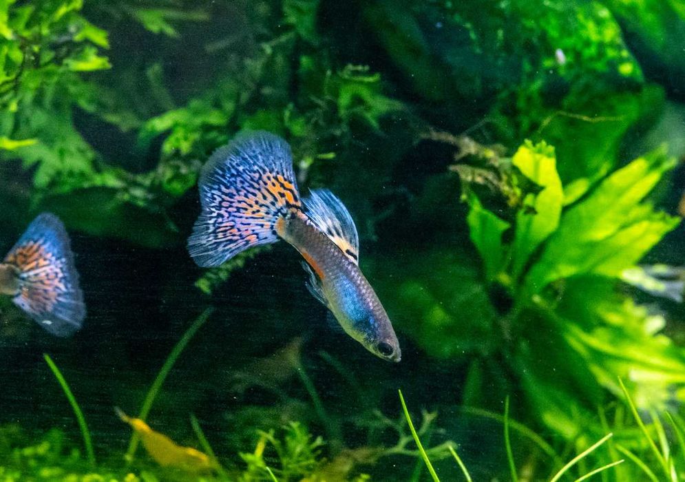 Przepiękny czerwony weloniasty Gupik Metal Red Nebula dorosły samiec