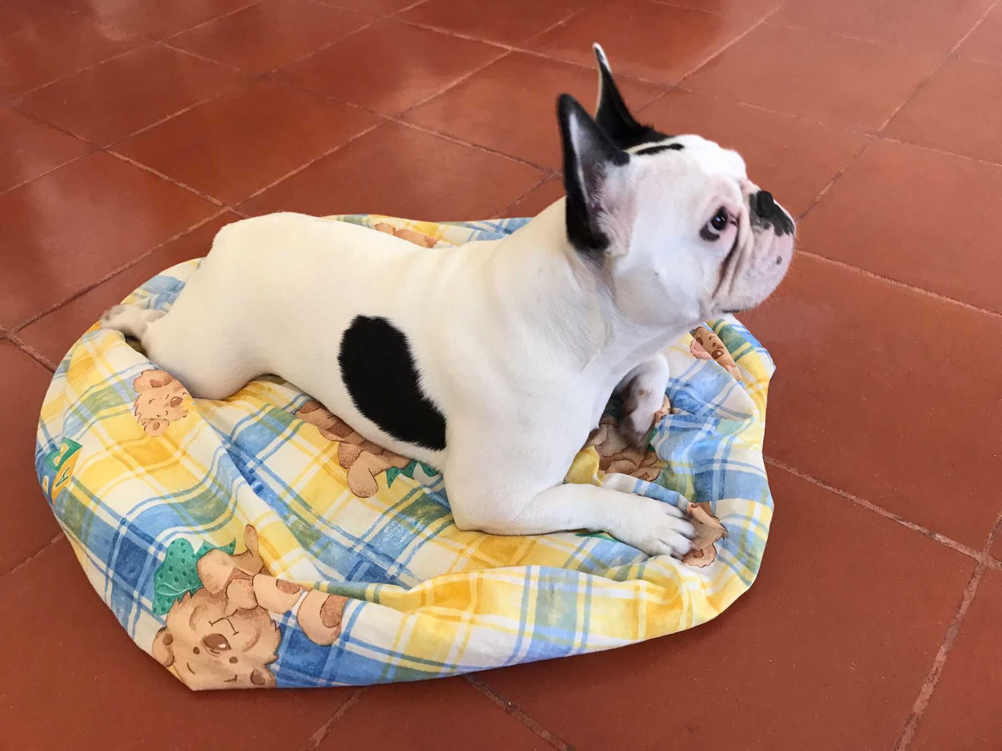 Pet setting, dog walking, day care, Hospedagem cães e passeios