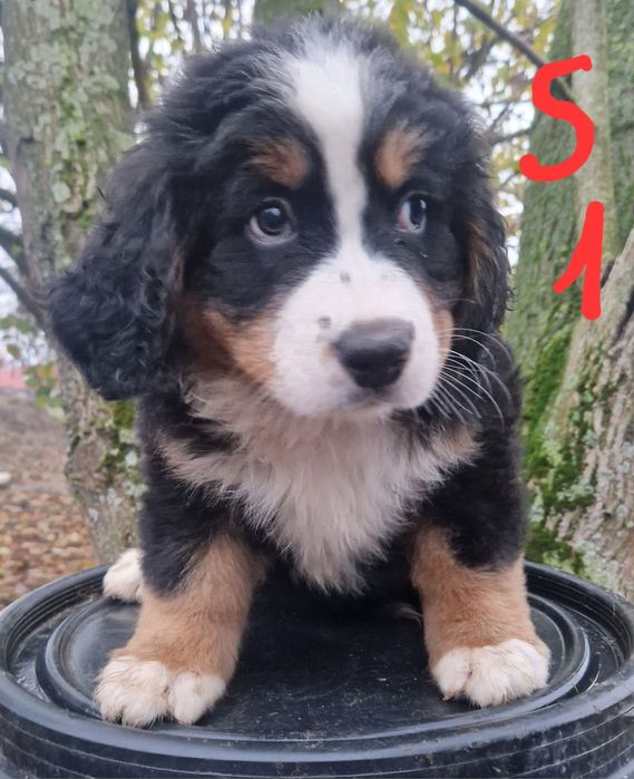 Szczeniak Berneński Pies Pasterski