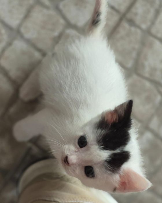 Adoção Responsável