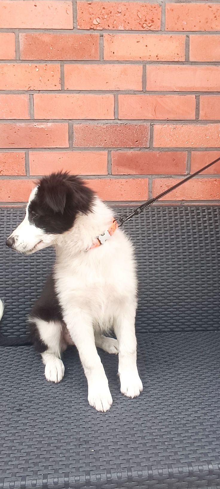 Border collie szczeniak suczka