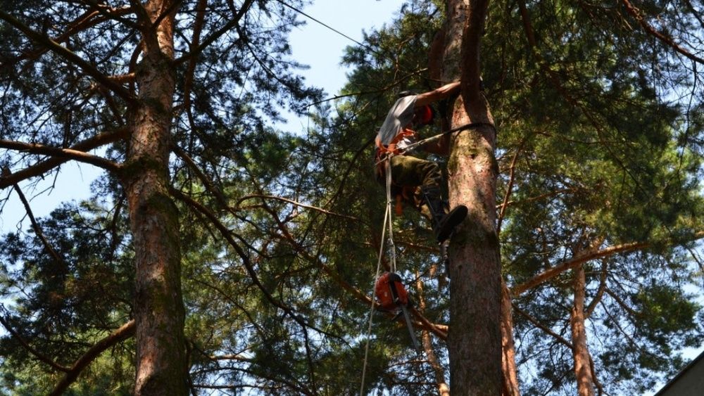 wycinka drzew za drewno, pielegnacja i  mulczowanie terenów