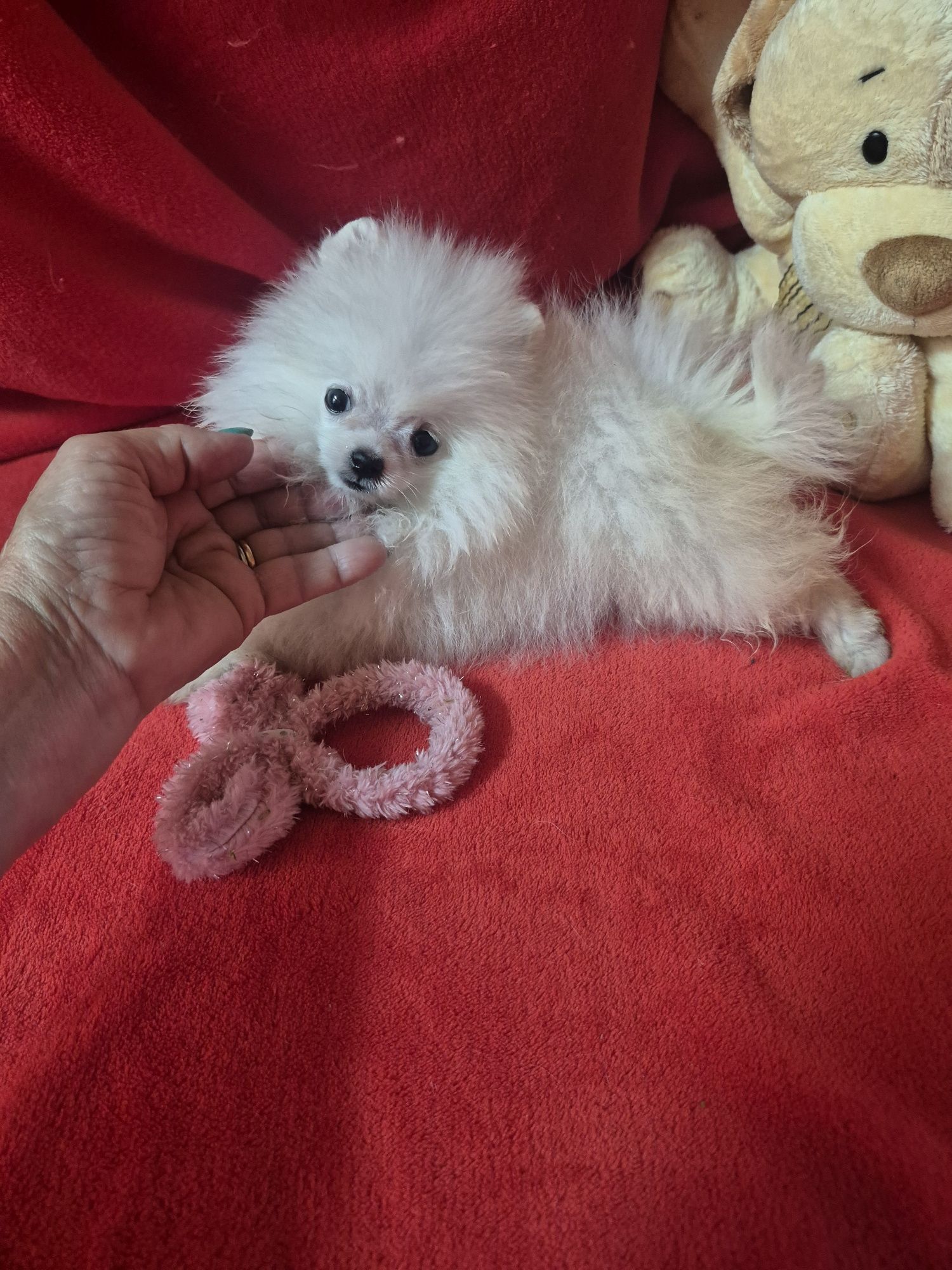 Spitz Alemão Anão Fêmea Mini Com LOP e Afixo Criadora Registada PT 308