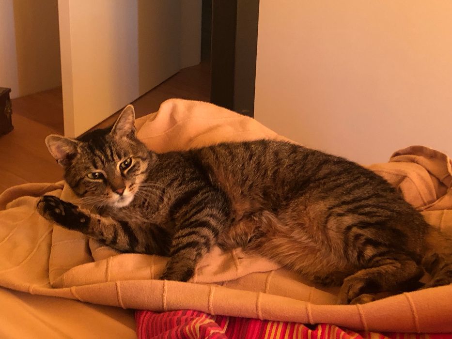 Nadal szukamy Kitka! Nagroda za pomoc!