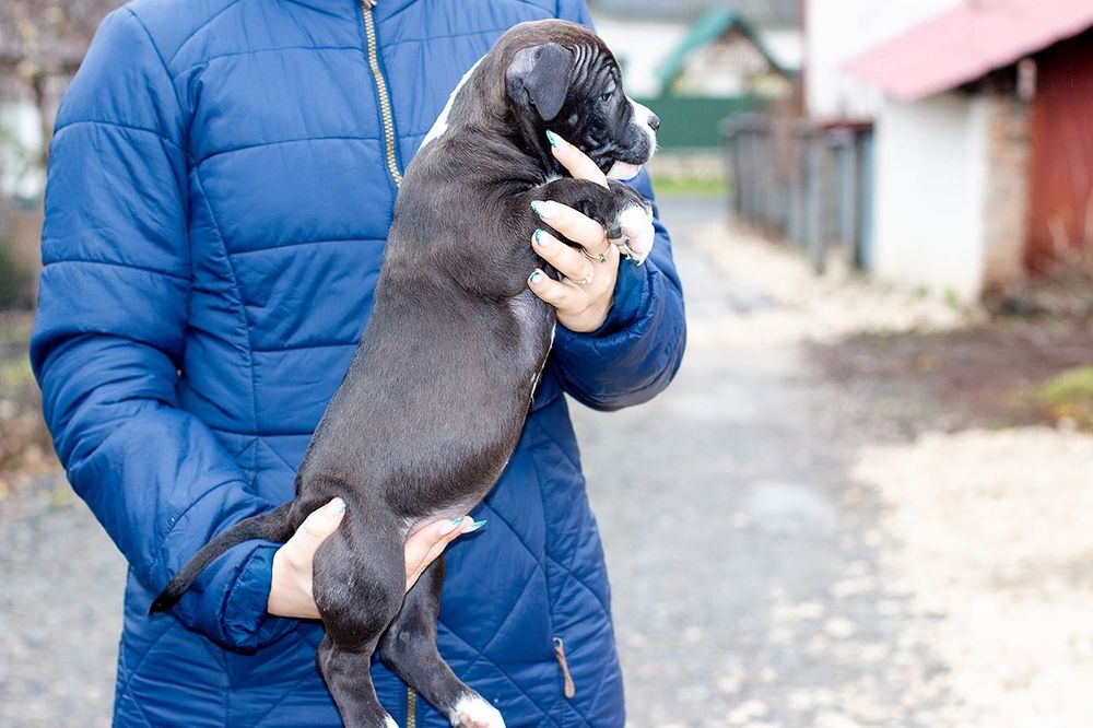 Долгожданные малыши ам.стаффа с родословной ..