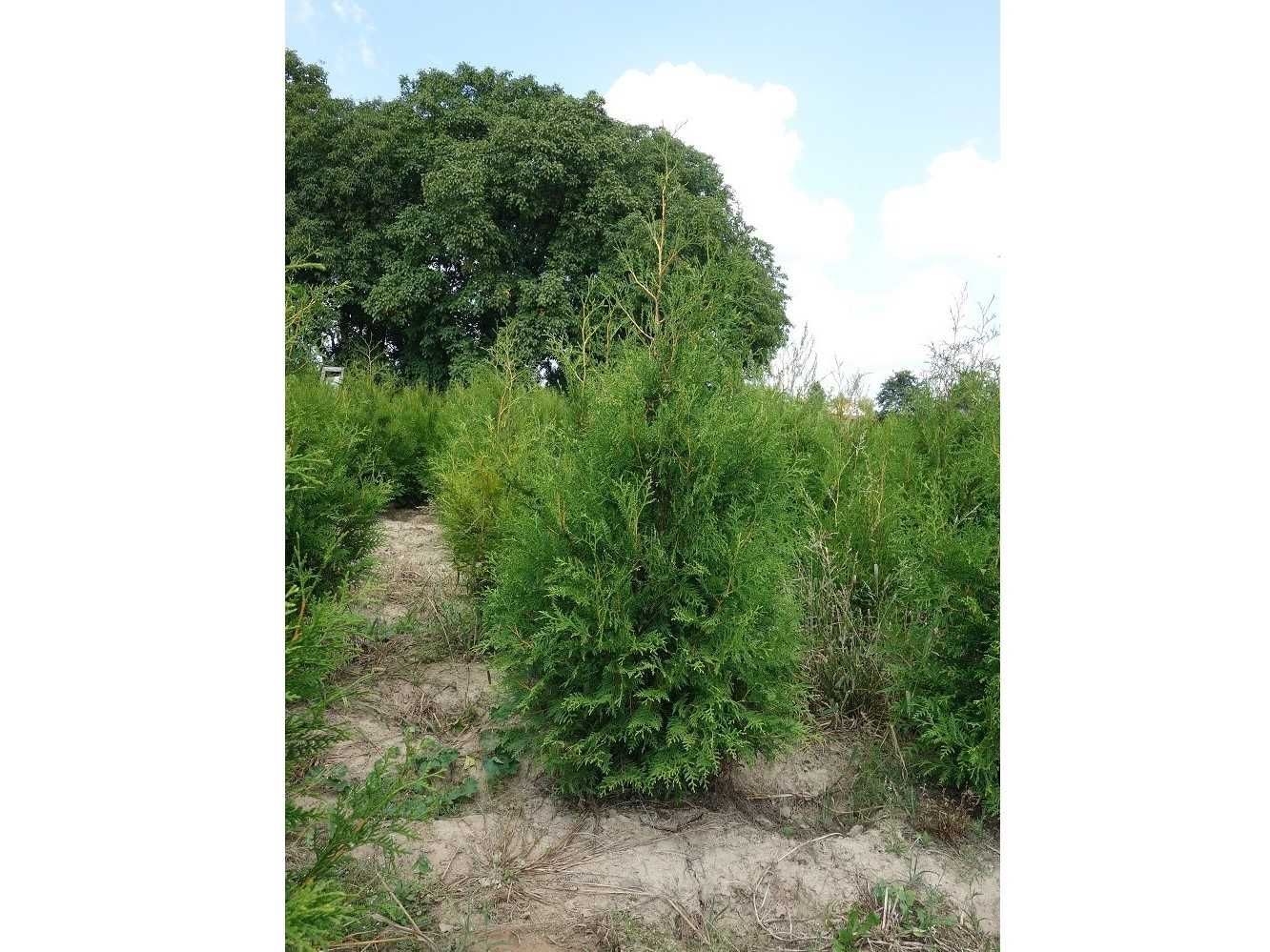 Tuja Brabant! 160,180,200,220 cm! Tuje! Sadzenie! Thuja! Nasz dowóz!